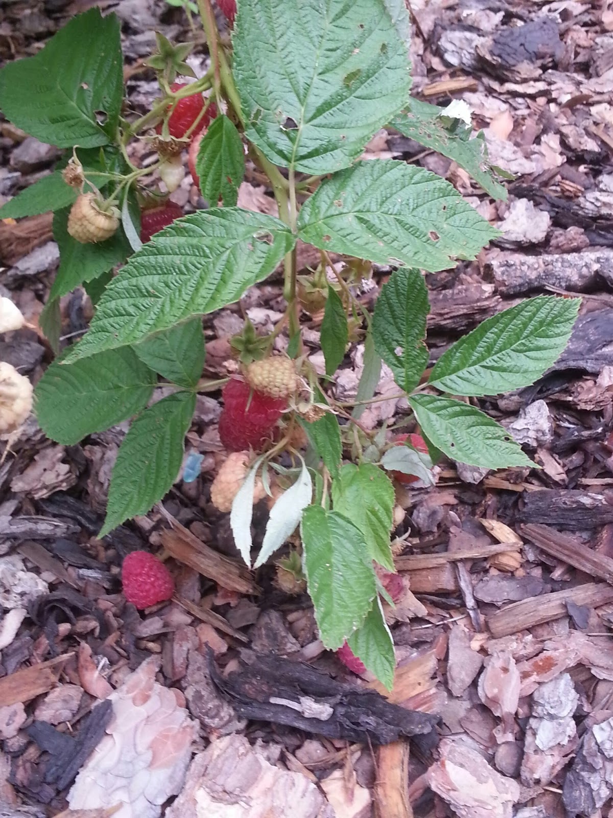 Front Range Food Gardener: Varieties Adapted to Front Range Colorado