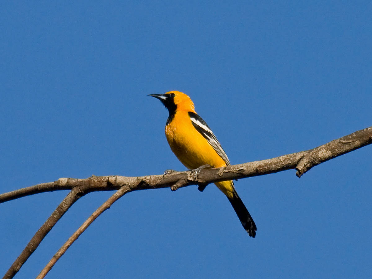 Another 10 common backyard birds of San Diego Greg in San Diego