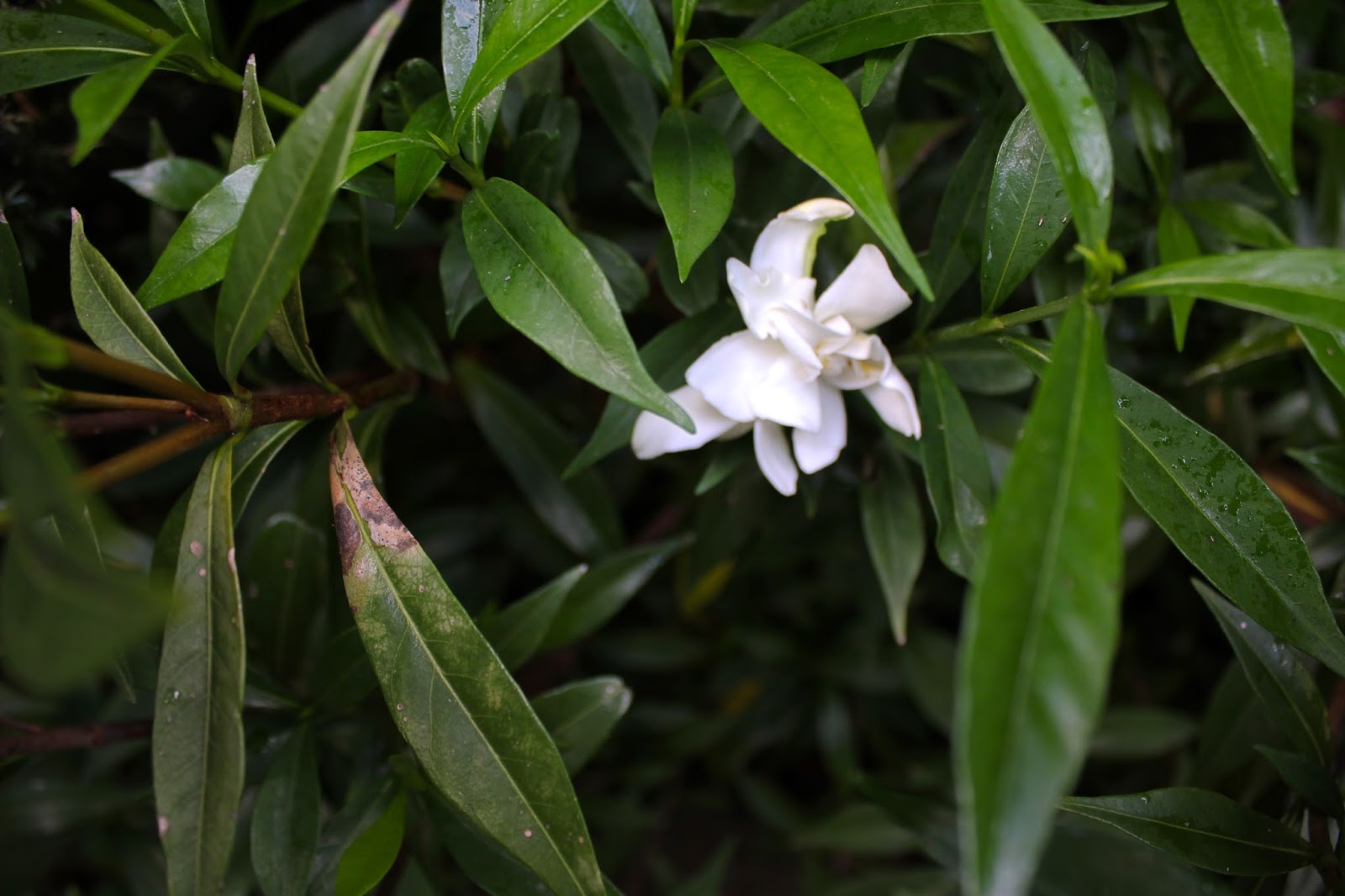Tropical Gardening in New York City! Frost proof Gardenia bloom