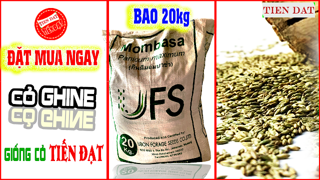 hạt giống cỏ ghine mombasa gói 20kg