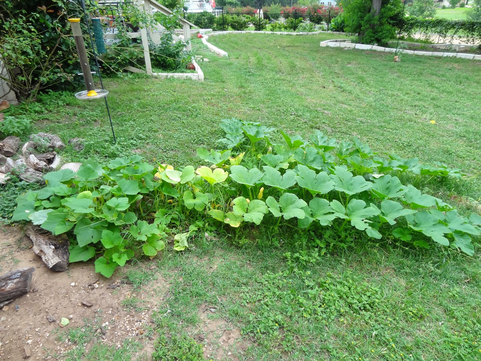 Rebecca�s Texas Garden Squash Planting Round 2
