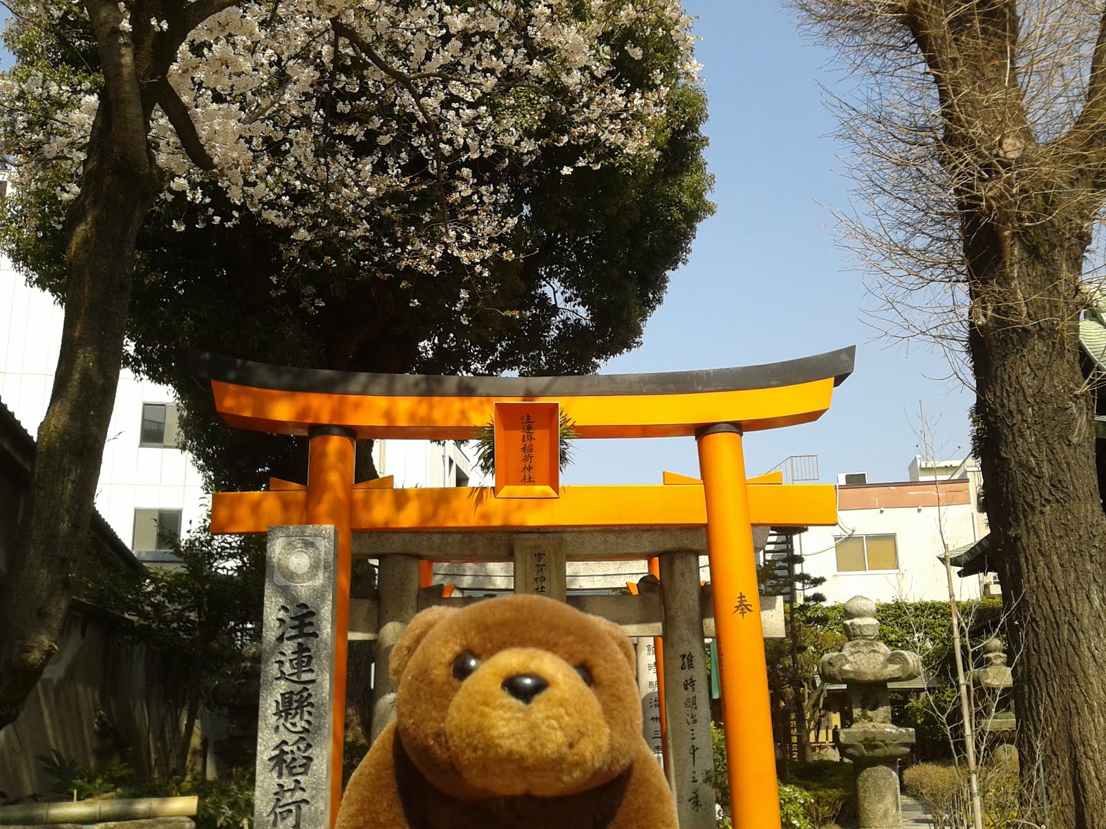 Teddy in Kushida Shrine, Fukuoka, Japan