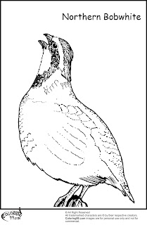 northern bobwhite quail coloring pages