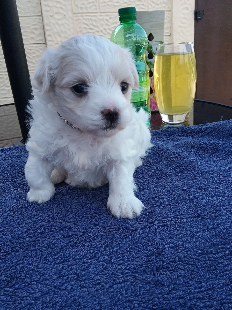 Pure Breed Maltese Puppies For Sale +1(337) 603-0249: maltese puppies