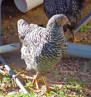 egg chicken hen garden