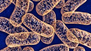 Mitochondria Are The "Canary In The Coal Mine" For Cellular Stress