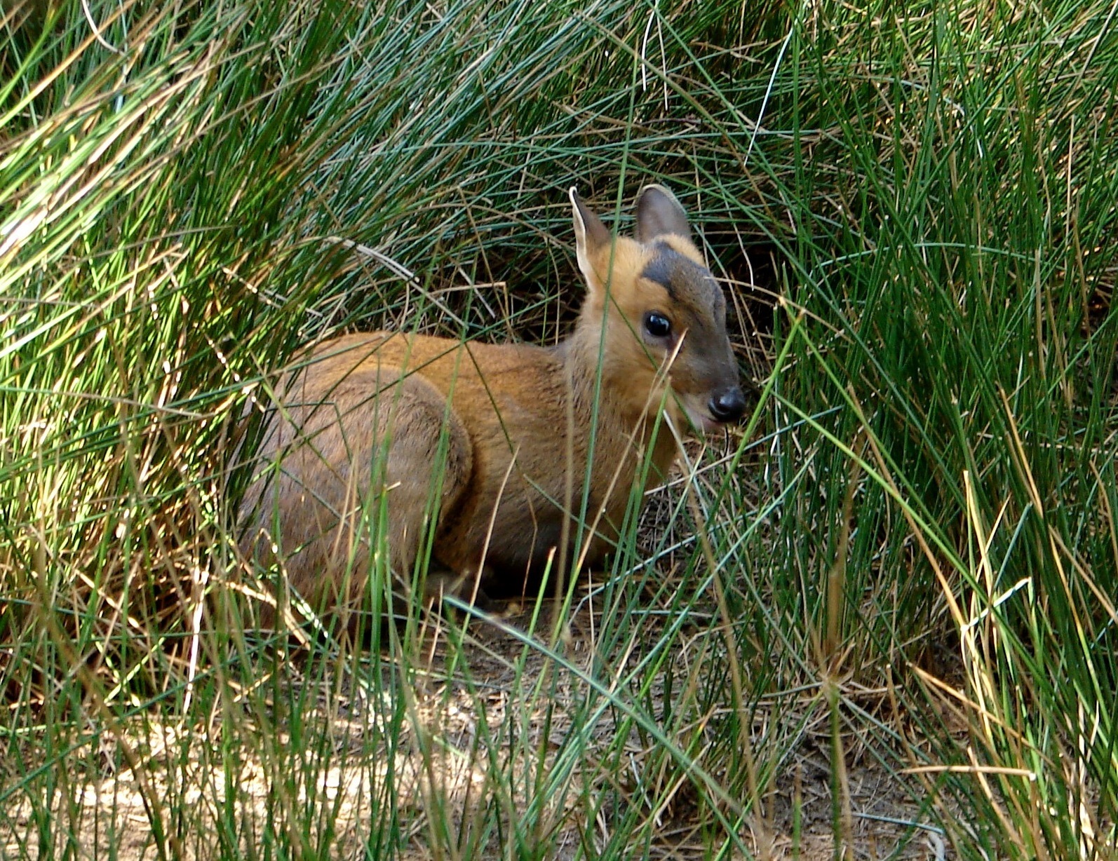 BREATHTAKING The Southern Red Muntjac