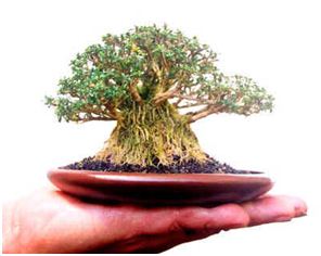 Ciri-Ciri Tanaman Bonsai