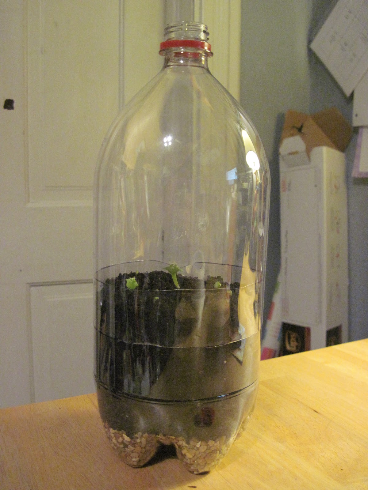 beyondbaffled... DIY Soda Bottle Terrarium