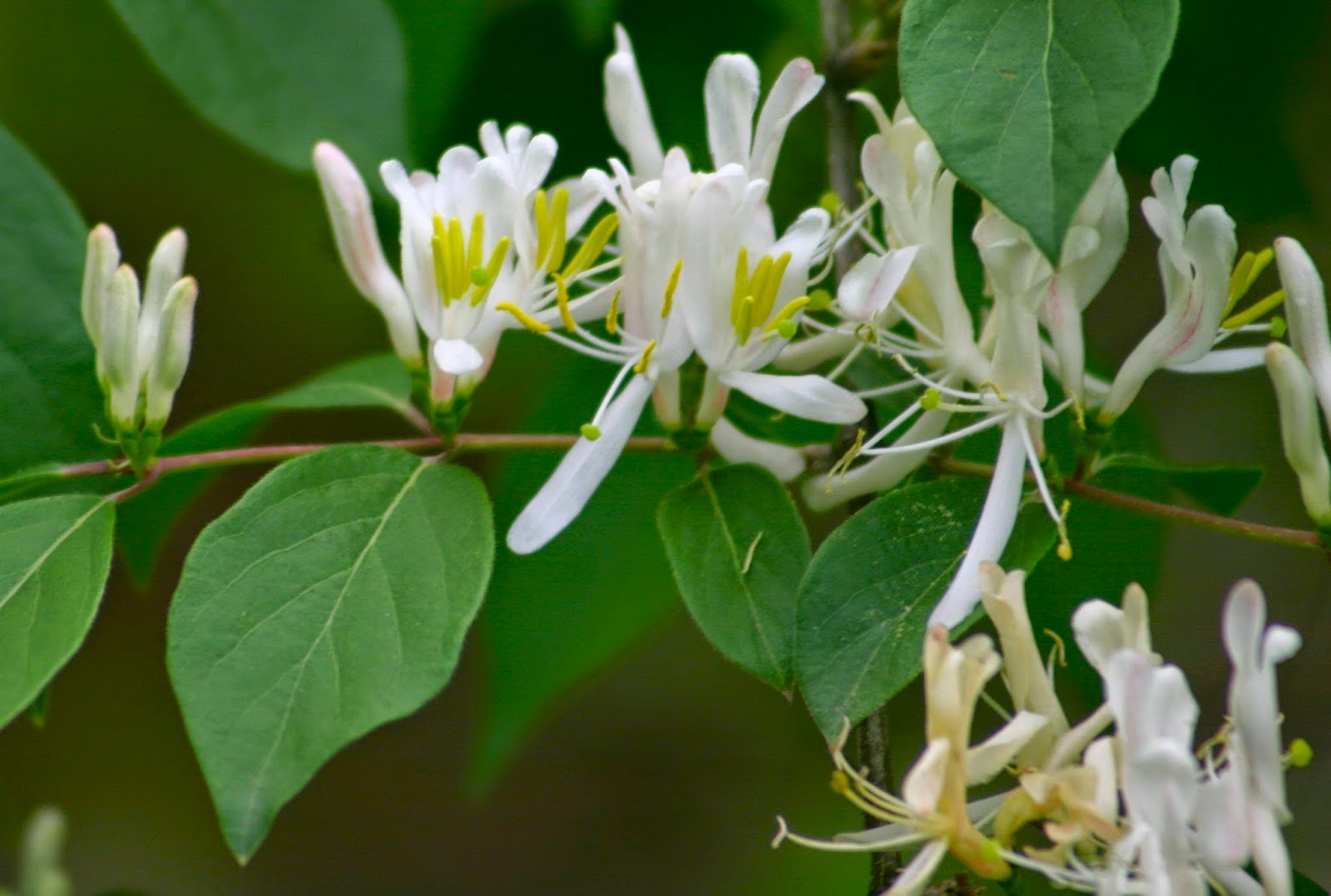 treatment for kidney disease Honeysuckle (Traditional Chinese