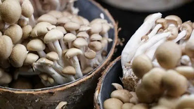 Mushroom farming training in Sudan