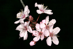 blossom cherry flowers blossoms tree musiclyrics