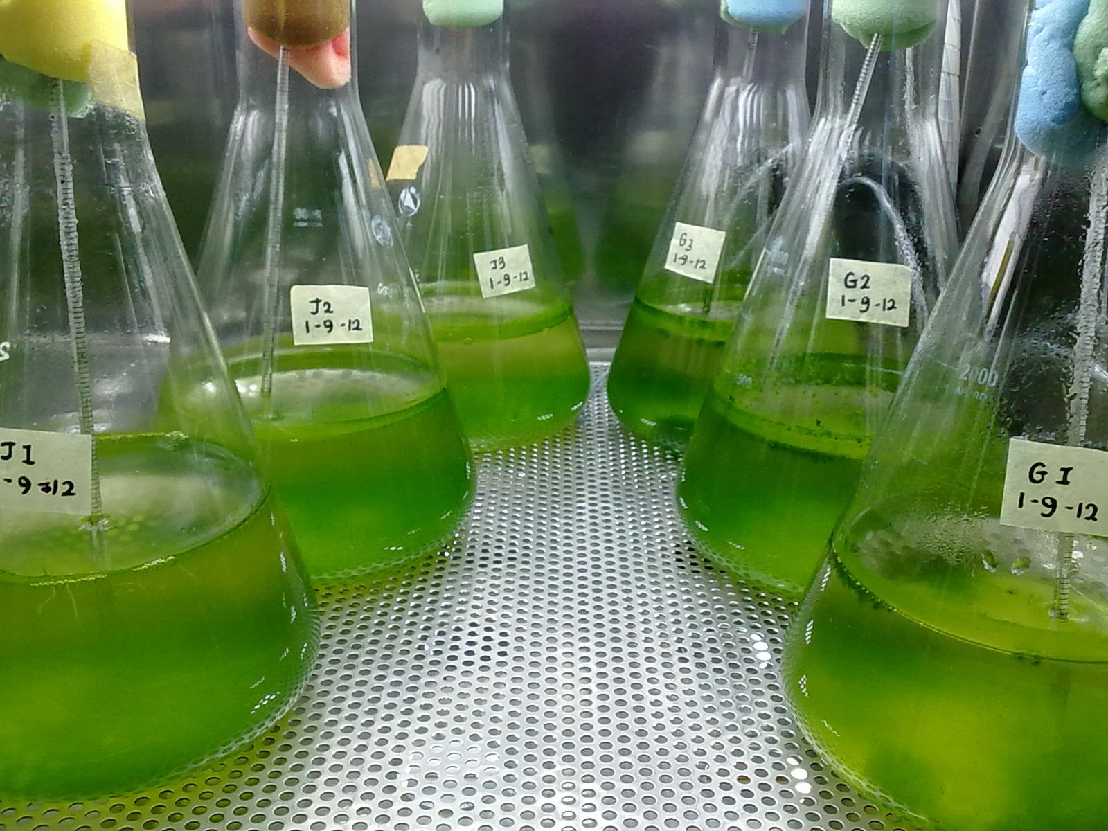 питательная среда для хлореллы. питательная среда для chlorella. посев на чашку петри. питательные среды для разведения хлореллы. питательная среда тамия.