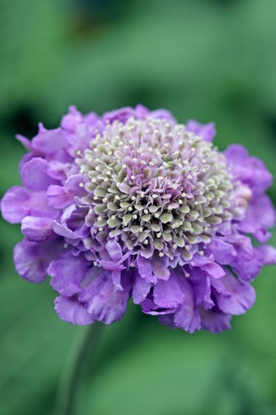 Plant Of The Month - March - Scabious: Butterfly Blue