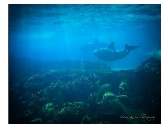 Dolphins at Play