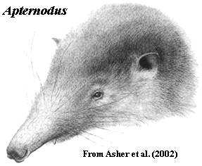 Apternodus