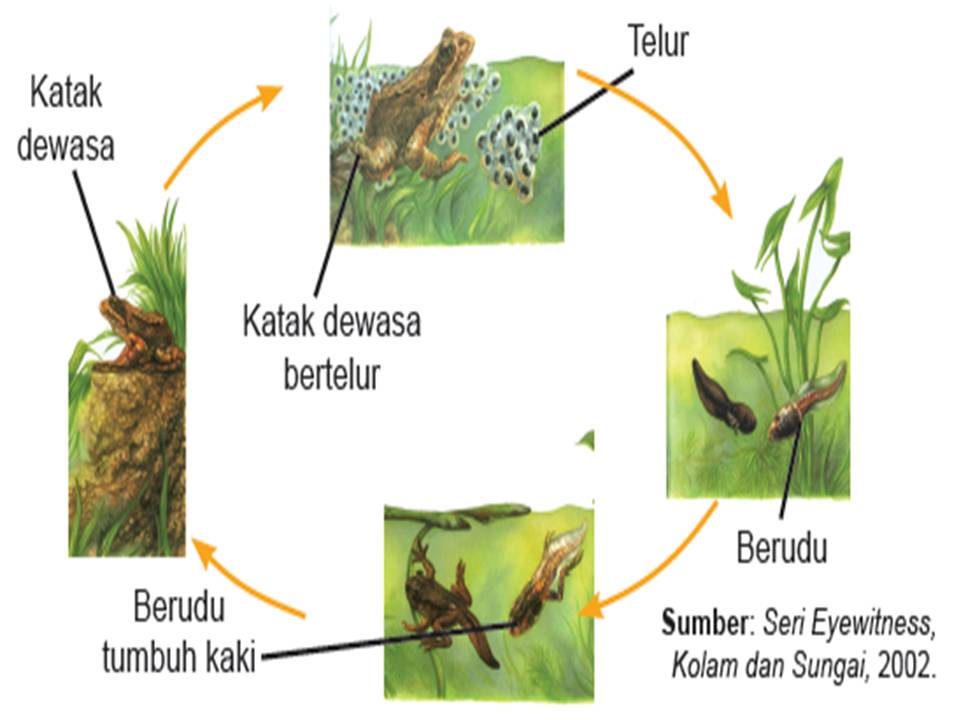 Metamorfosis Sempurna Pada Katak dan Kupukupu Cah Kutawaringin
