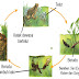 Penjelasan Metamorfosis Sempurna Pada Katak dan Kupu-kupu