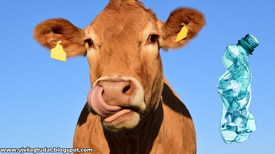 Osztrák kutatók felfedezték, hogy a tehenek gyomrában olyan mikrobák