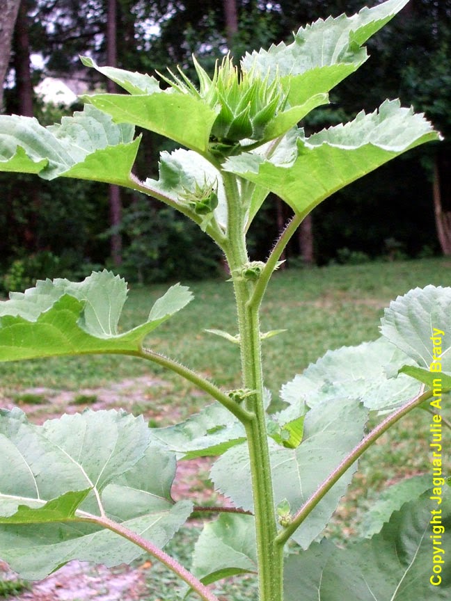 Julie Ann Brady Blog On Blown Away by all the Buds