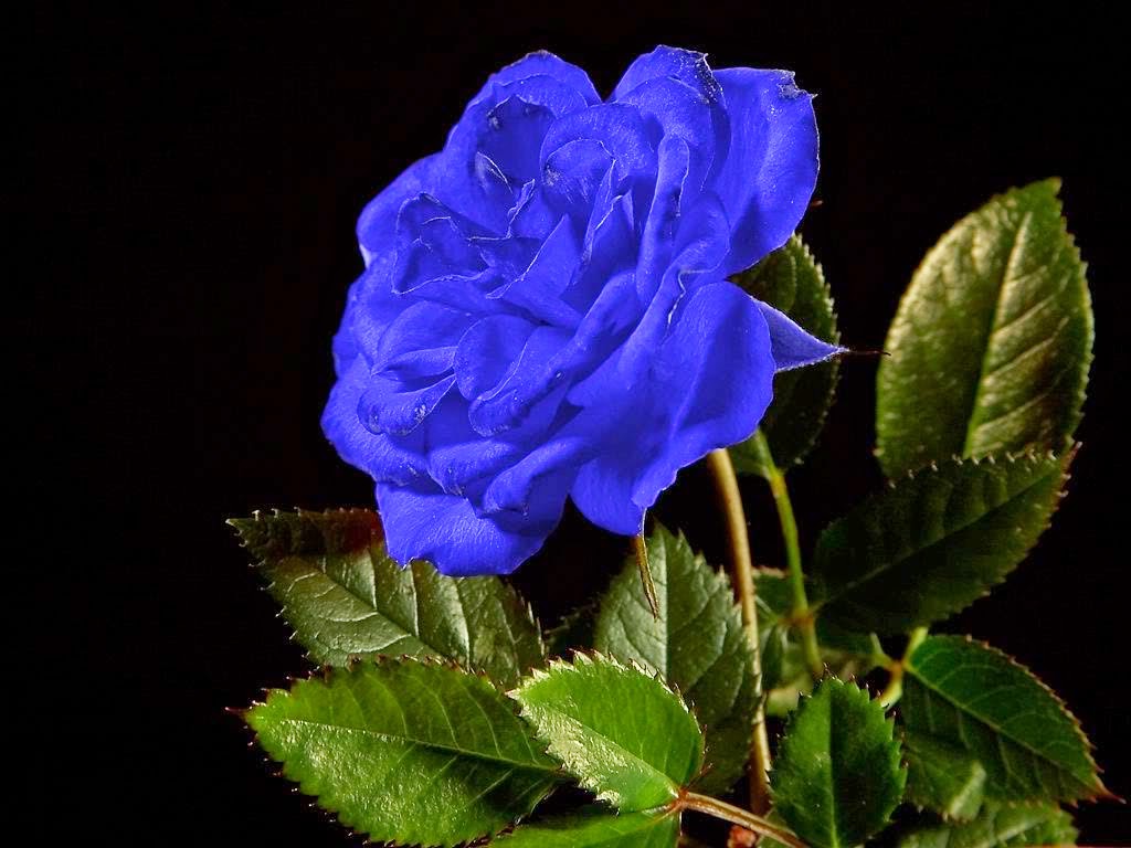Gambar Wallpaper Bunga Mawar Biru Gambar Wallpaper