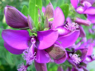 polygala myrtiflolia