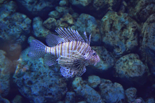 IMG_0112 Jalan-Jalan Terus: Lion City, Singapore