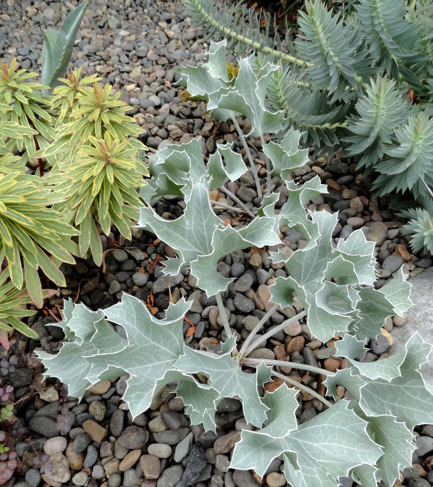 Heidi Horticulture Euonymus Scale Unaspis Euonymi