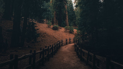 HD wallpaper path, pines, forest, nature