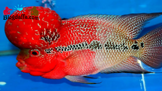 Ikan Louhan Super Red Dragon