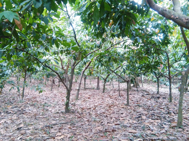 Factores como la temperatura y la radiación solar influyen en varias características tanto de la mazorca como del grano de cacao. Parcela de cacao.