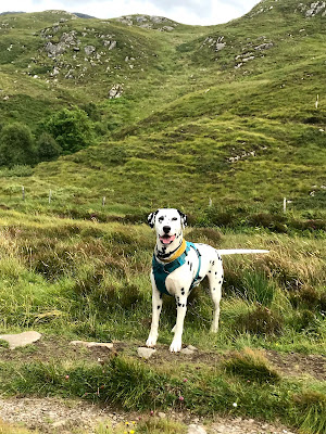 dog vomiting middle of night