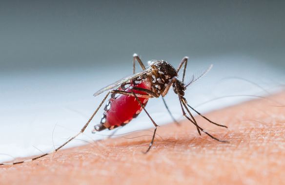 nyamuk aides aegypty penyebab demam berdarah