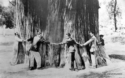 El árbol del tule de Santa María del Tule, Oaxaca. Noticias en tiempo real