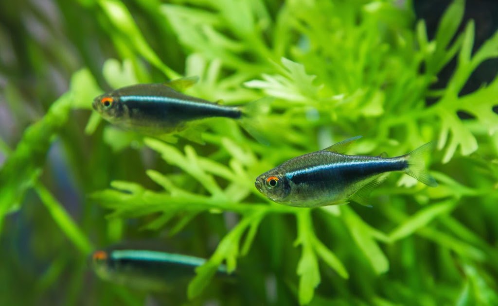 tetra aquarium tetra aquarium