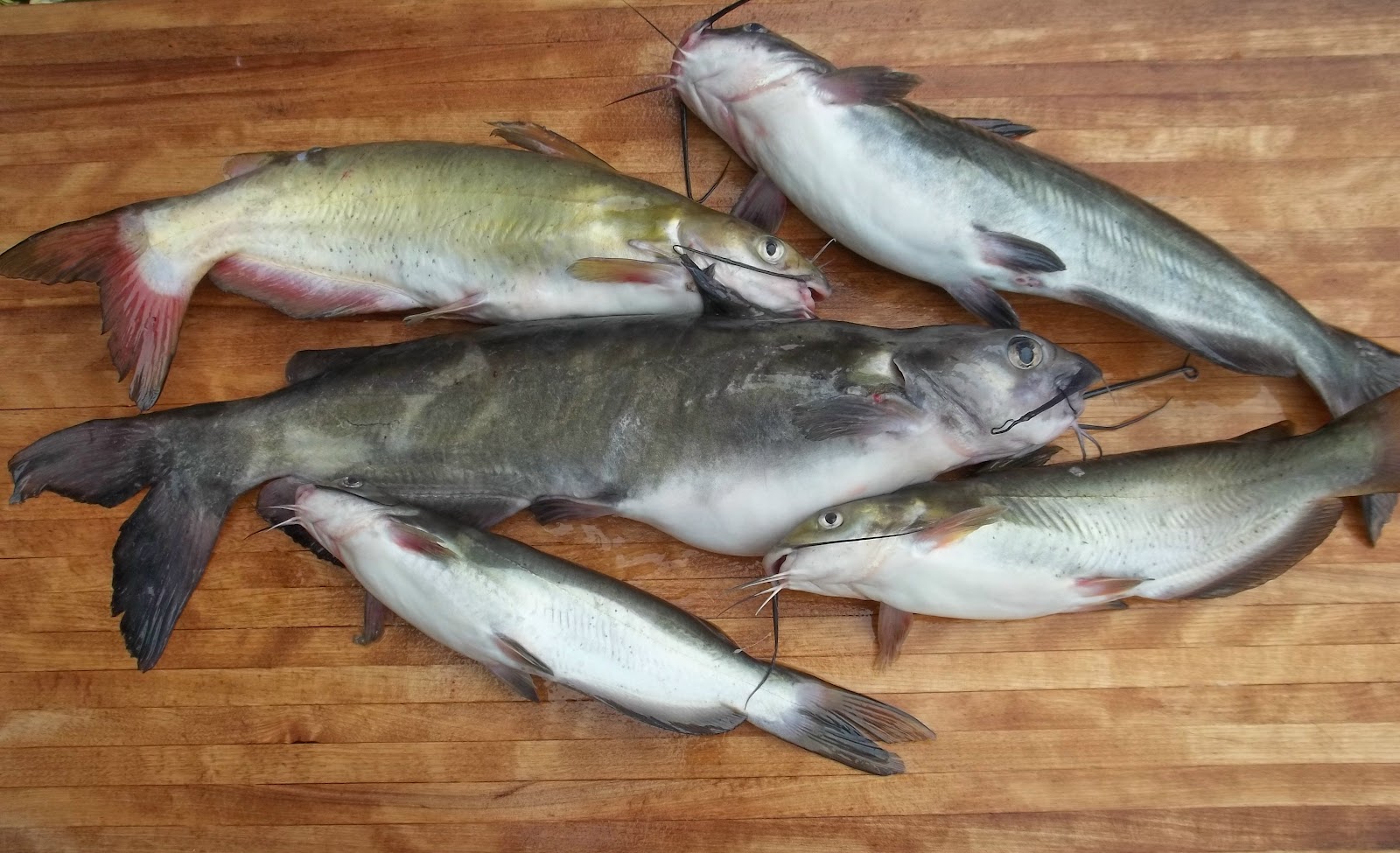 Fishing Through Life: Jigger Pole Fishing on Smith Lake for Catfish