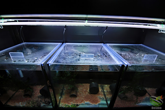 Aquarium tank lid