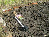 Allotment Jobs - November - Sowing Broad Beans