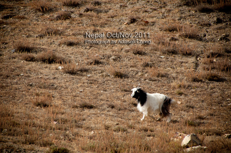 Muktinath Jharkot Goat