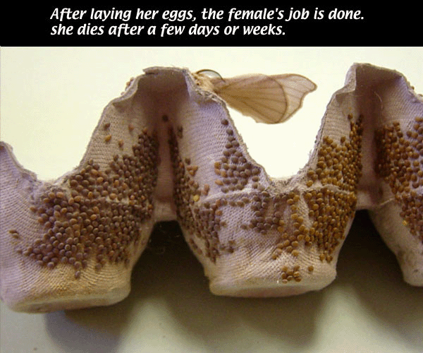 SilknThreads LIFE CYCLE OF SILKWORMS