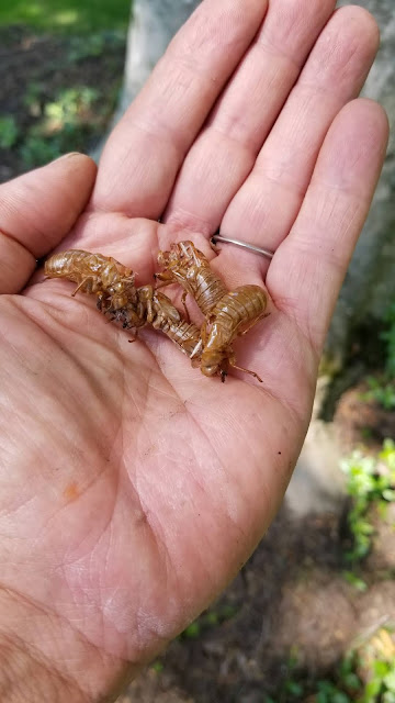 Brood X Cicacas emerging in Potomac, Maryland