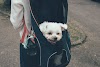 Dog Carriers – How to Keep Your Dog Safe While You Travel