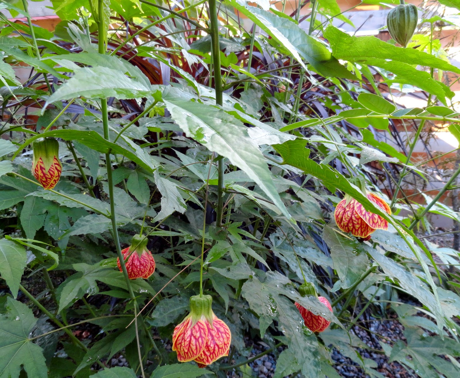 Tiger red abutilon plant flowering maple