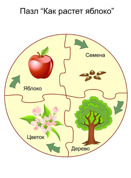 Росла схема. Как растет яблоко последовательность. Пазл как растет яблоко для детей. Схема как растет яблоко. Как растет яблоко этапы.