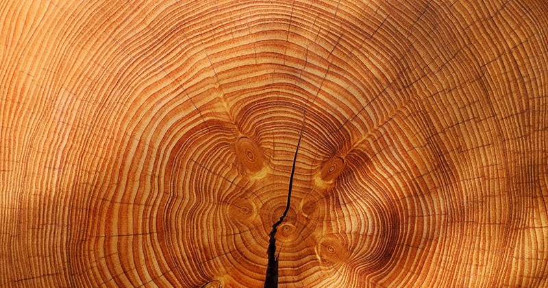 Perbedaan Kambium Vaskuler dan Kambium Intervaskuler serta