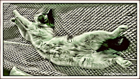 Melvyn's Really Relaxed Selfie ©BionicBasil® Caturday Art