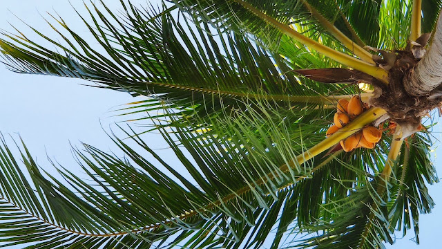 IPhone and Desktop Coconut Tree Wallpaper