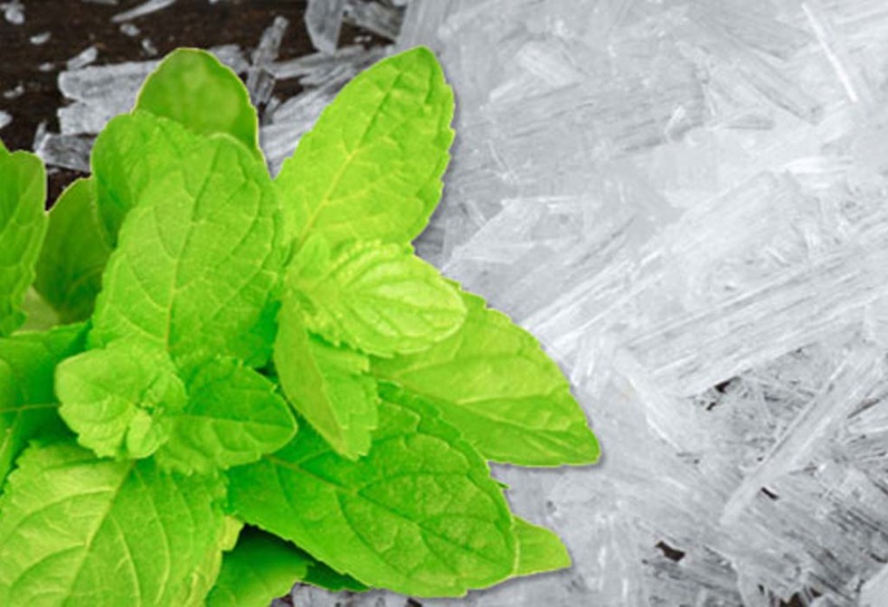 Cristaux de menthe ce qu’il faut savoir Essentiel pour Homme