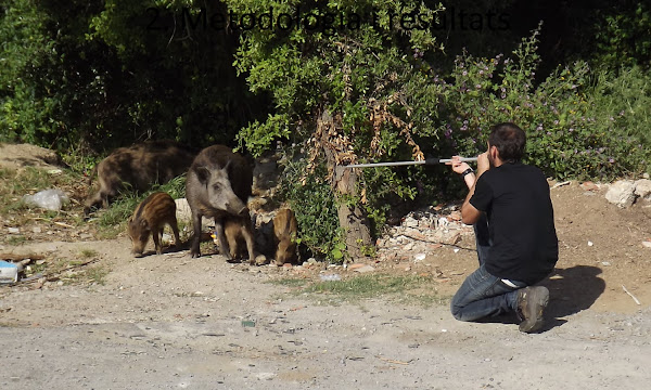 Aiming a tranquilliser dart at a family of wild boar in Barcelona