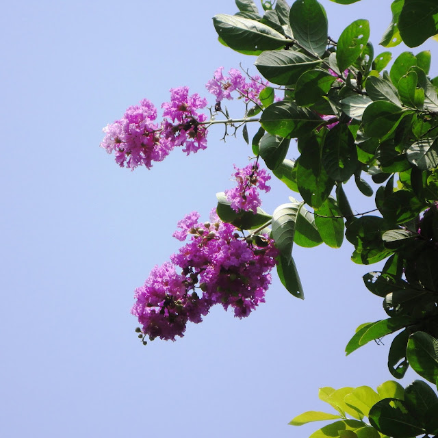 Lilac Trees And Shrubs In Flower Syringa Vulgaris